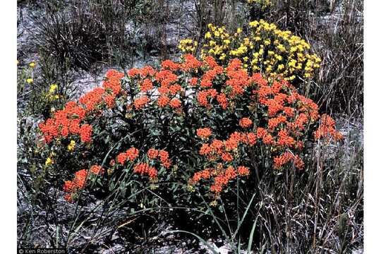 Image of butterfly milkweed