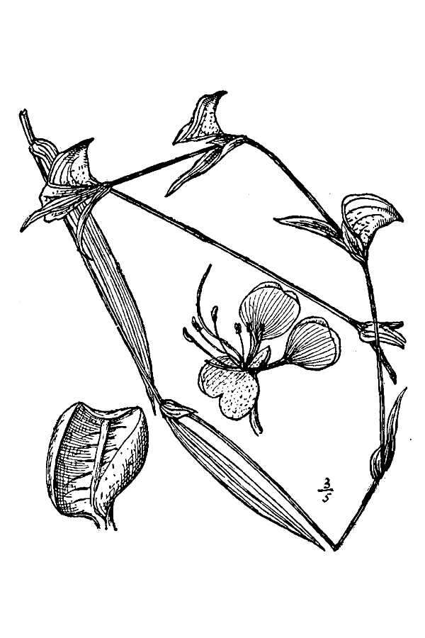 Image de Commelina erecta var. angustifolia (Michx.) Fernald