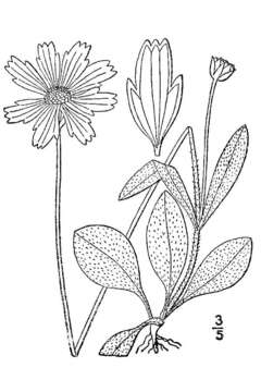 Image of lanceleaf tickseed