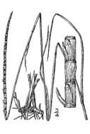 Image of cylinder jointtail grass