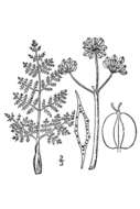 Image de Lomatium foeniculaceum subsp. daucifolium (Torr. & Gray) Theob.