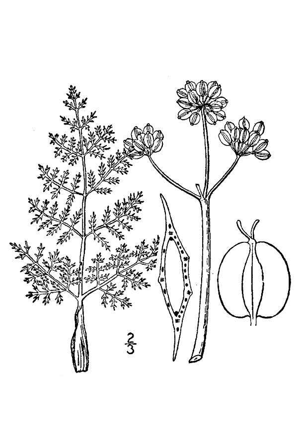 Image de Lomatium foeniculaceum subsp. daucifolium (Torr. & Gray) Theob.