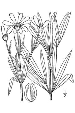 Image of larkspurleaf tickseed