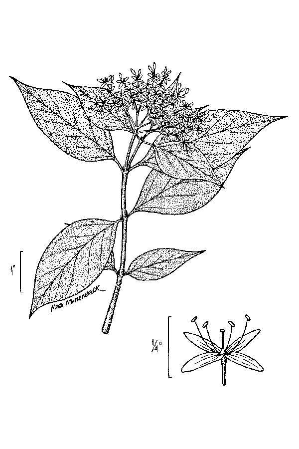 Image of roughleaf dogwood