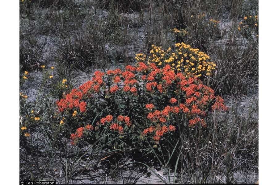 Image of butterfly milkweed