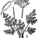 Слика од Lomatium foeniculaceum subsp. foeniculaceum