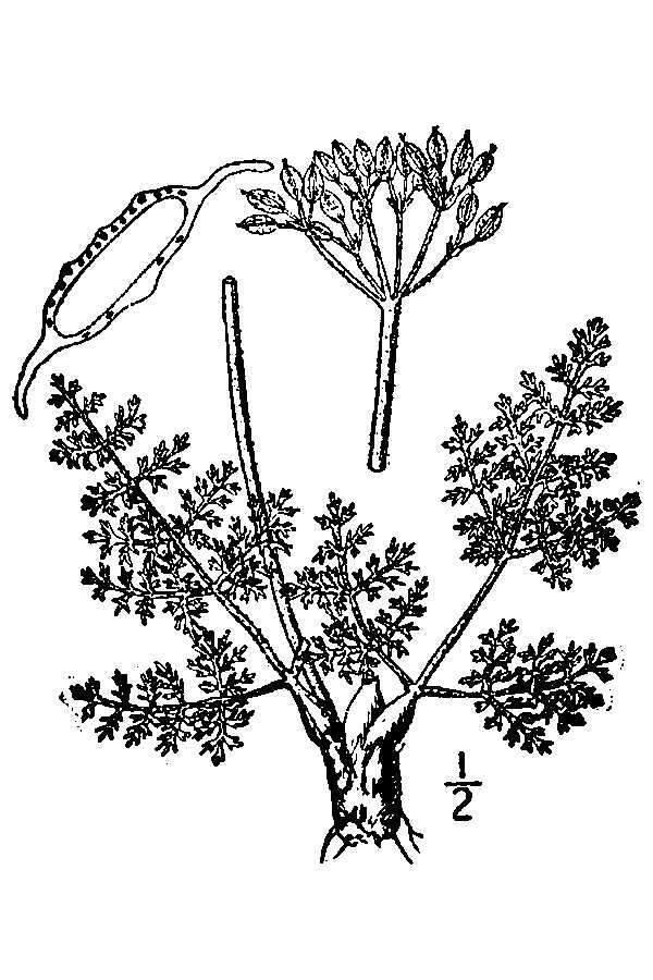 Image de Lomatium foeniculaceum subsp. foeniculaceum