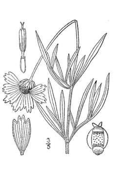 Image of largeflower tickseed