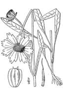 Image of lanceleaf tickseed