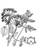 Image of poison hemlock