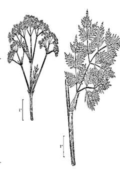 Image of poison hemlock