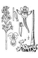 Image of Spotted coralroot