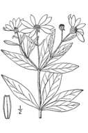 Image of greater tickseed