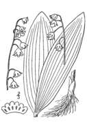 Image of convallaria