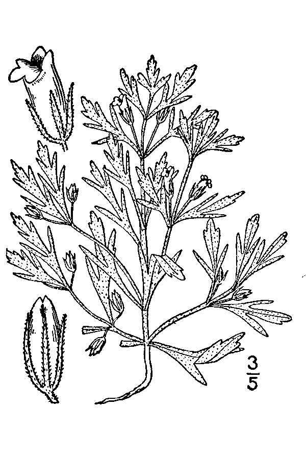 Image of Narrow-Leaf Paleseed