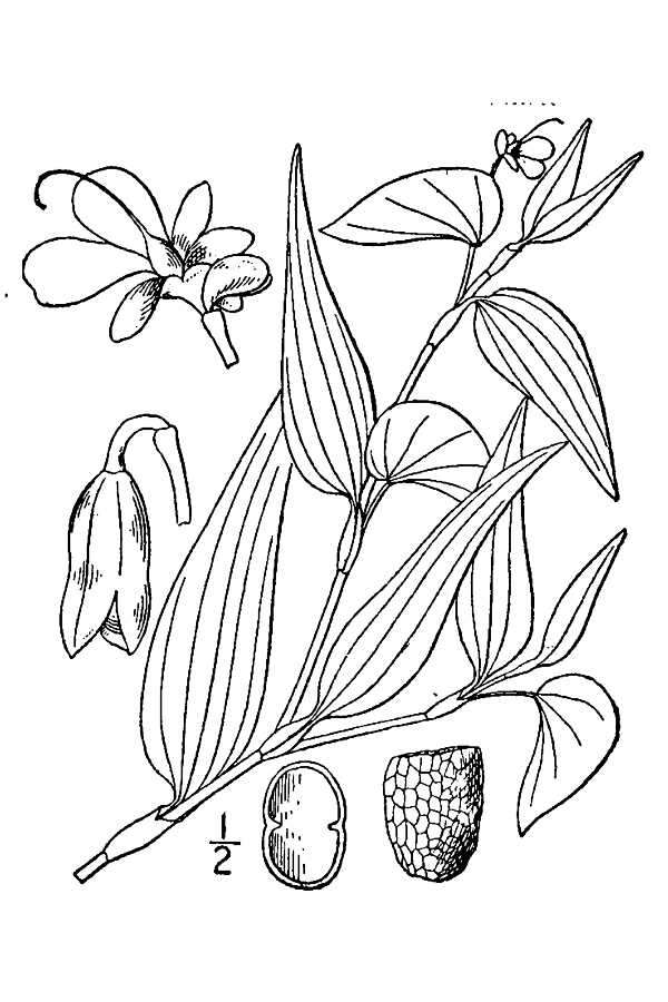 Image de Murdannia nudiflora (L.) Brenan