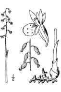 Image of Small-flowered coral-root