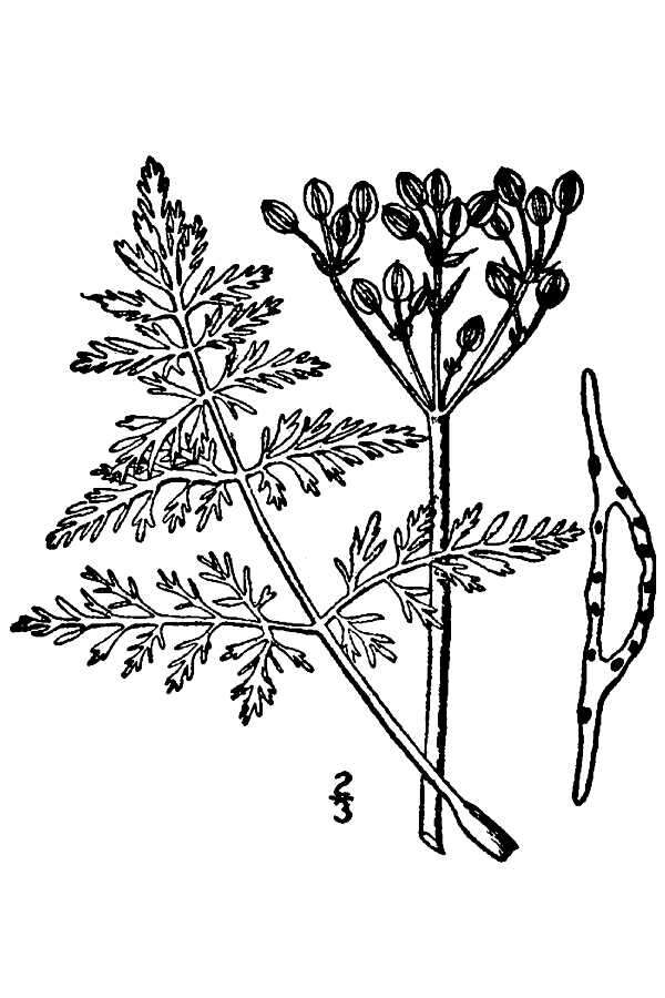 Image de Lomatium orientale Coult. & Rose