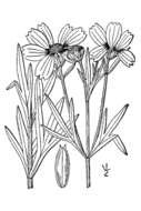 صورة Coreopsis palmata Nutt.