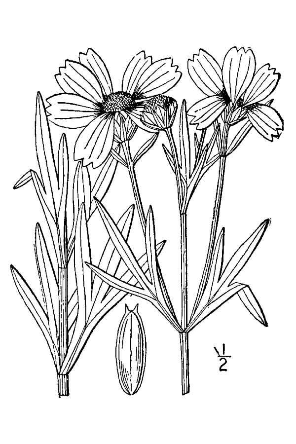 Image of stiff tickseed