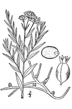 Image of pale bastard toadflax