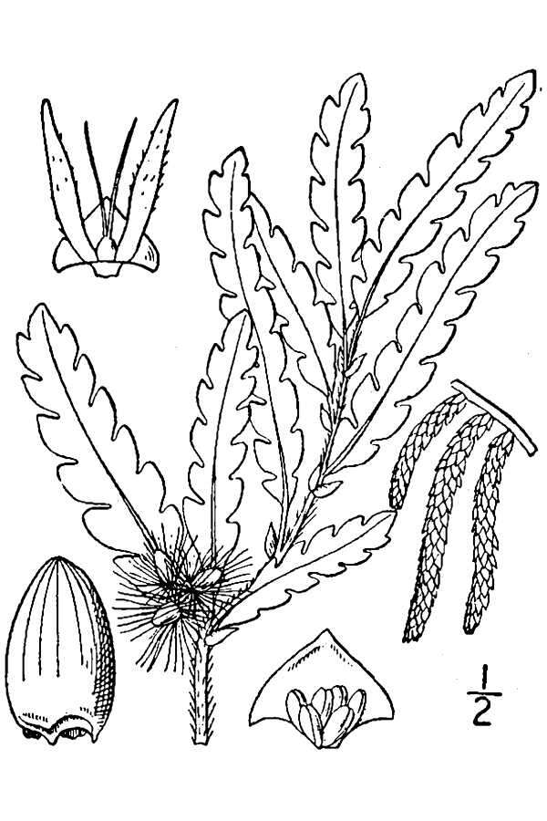 Image of sweet fern