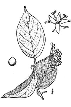 Image of roughleaf dogwood