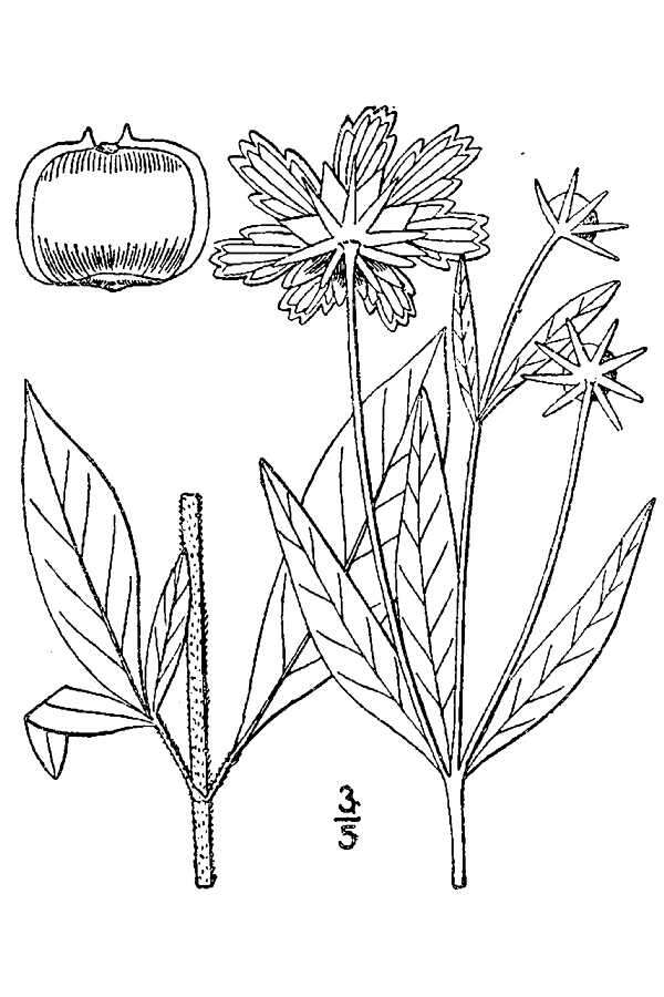 Image of star tickseed