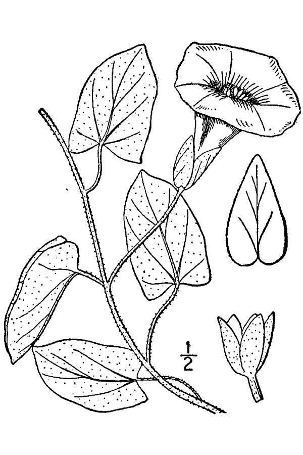 Image of Hedge False Bindweed