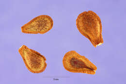 Imagem de Asclepias tuberosa L.