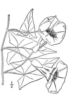 Calystegia sepium subsp. sepium resmi