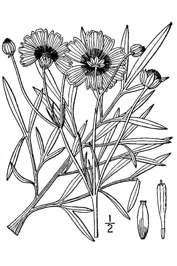 Image of golden tickseed