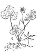 Image de Coptis trifolia (L.) Salisb.