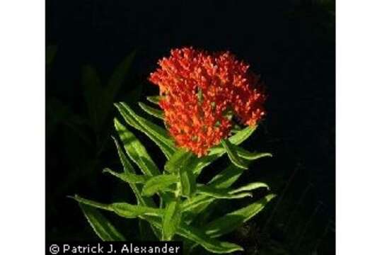 Image of butterfly milkweed