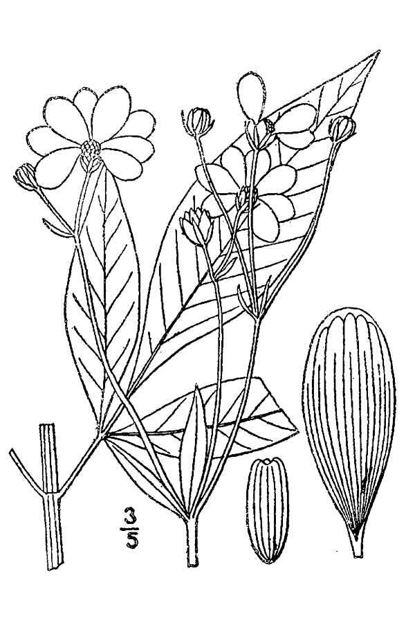 Image of tall tickseed