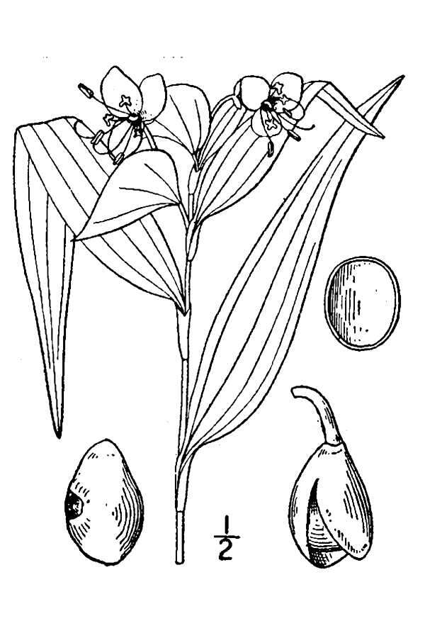 Image of Virginia dayflower