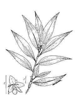 Image of Virginia dayflower