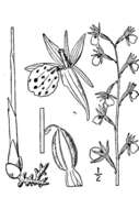 Image de Corallorhiza wisteriana Conrad