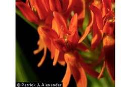 Image of butterfly milkweed