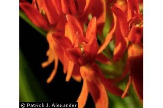 Image of butterfly milkweed