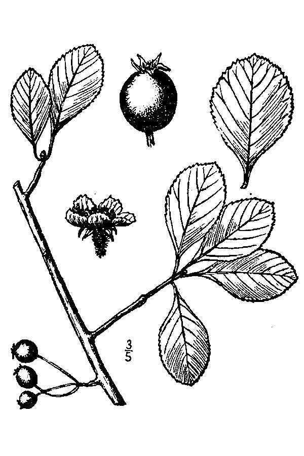 Image of barberry hawthorn