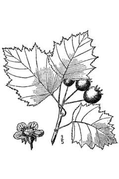 Image of Dunbar's hawthorn