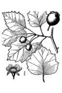 Image of Copenhagen hawthorn