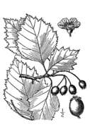 Image of Brainerd's hawthorn