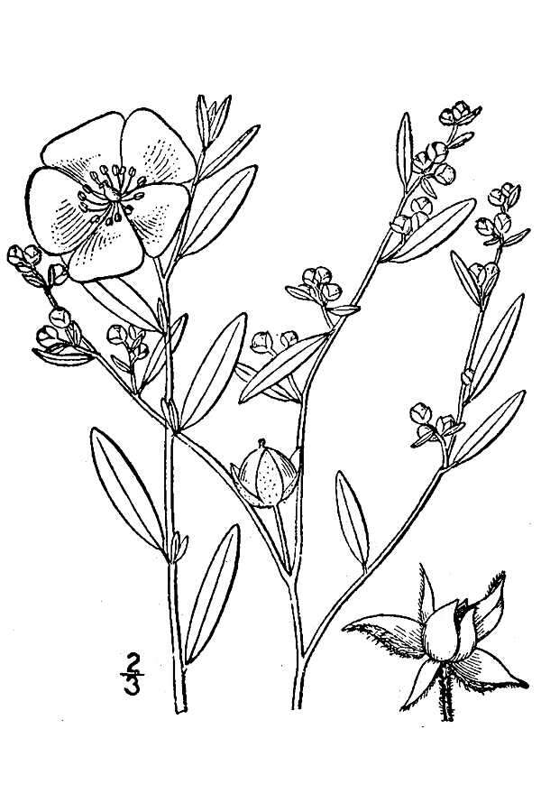 Image of longbranch frostweed