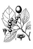 Image of Cockspur Hawthorn