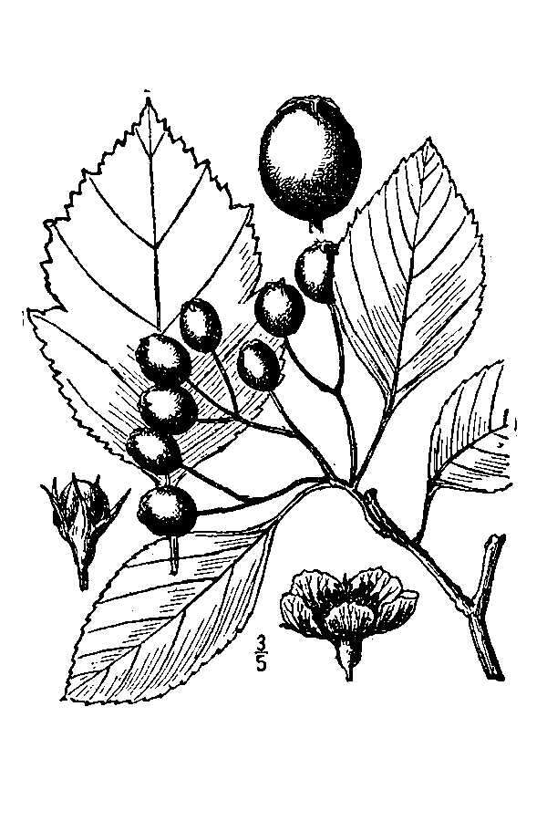 Image of Cockspur Hawthorn