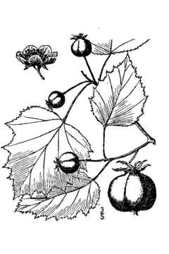 Crataegus coccinioides Ashe resmi