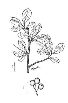 Image of Cockspur Hawthorn