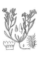 Image of thicksepal cryptantha